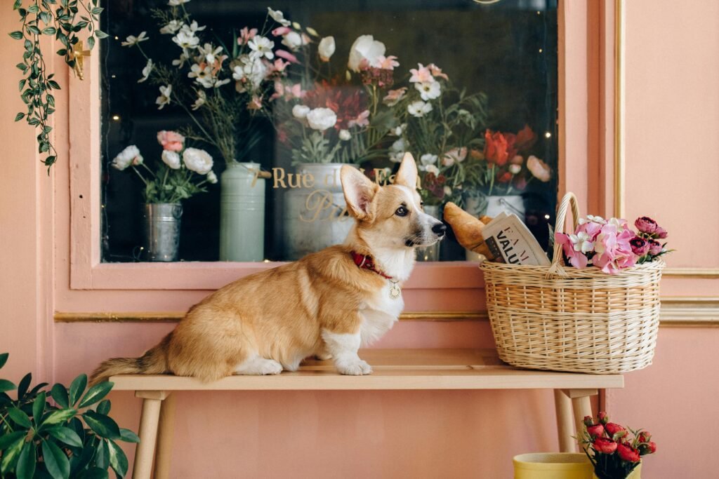 french pet passport
